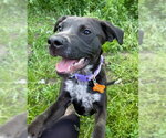 Small #17 Boxer-Pointer Mix
