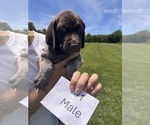 Small #2 German Shorthaired Pointer