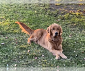 Mother of the Golden Irish puppies born on 05/09/2025