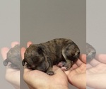 Small #1 Bernedoodle (Miniature)