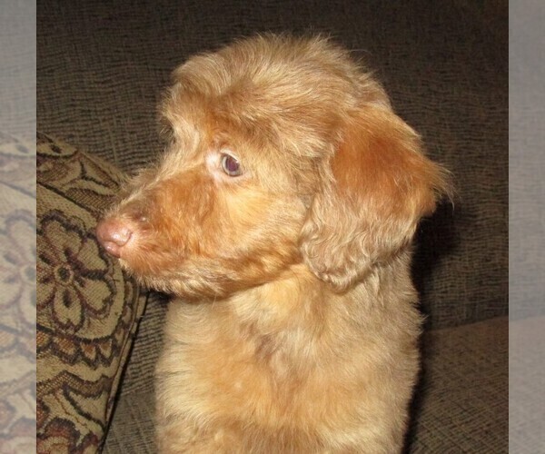 Medium Photo #3 Aussie-Poo Puppy For Sale in LINCOLN, AL, USA