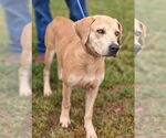 Small Labrador Retriever Mix