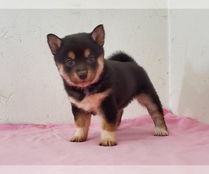 Shiba Inu Puppy for sale in CLARK, MO, USA