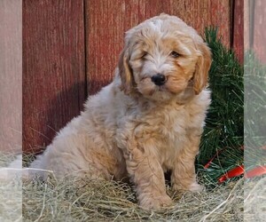 Medium Goldendoodle-Poodle (Miniature) Mix