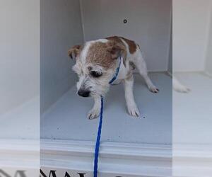 ShiChi Dogs for adoption in Houston, TX, USA