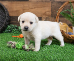 Small Photo #29 Labrador Retriever Puppy For Sale in SYRACUSE, IN, USA