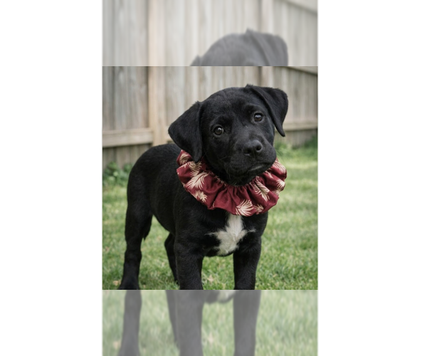 Medium Photo #1 Labrador Retriever-Unknown Mix Puppy For Sale in Grovertown, IN, USA