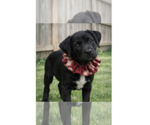 Small Labrador Retriever Mix