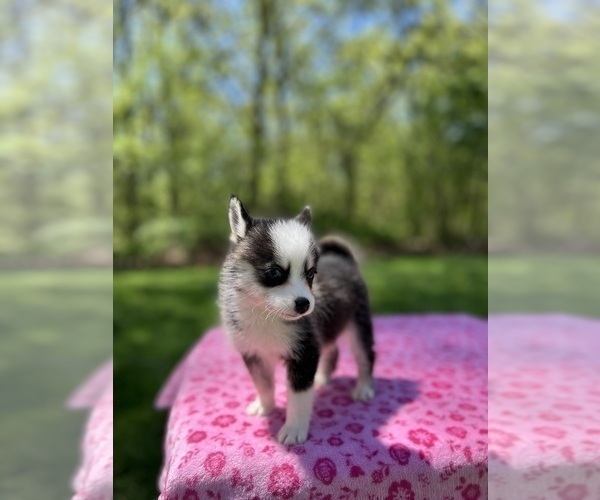 Medium Photo #2 Pomsky Puppy For Sale in DRACUT, MA, USA