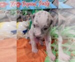 Small #3 Great Dane