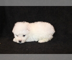 Small Photo #13 Bichon Frise Puppy For Sale in BLOOMINGTON, IN, USA