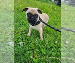 Puppy St James Pug