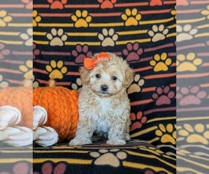 Maltipoo Puppy for sale in LEOLA, PA, USA