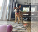 Small Mastiff Mix