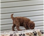 Puppy Ellis Cockapoo-Poodle (Miniature) Mix