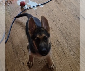 Medium German Shepherd Dog