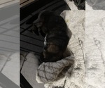 Small #7 German Shepherd Dog