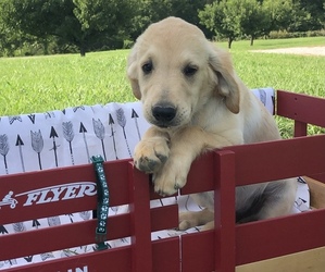 Golden Retriever Puppy for Sale in AUSTIN, Kentucky USA