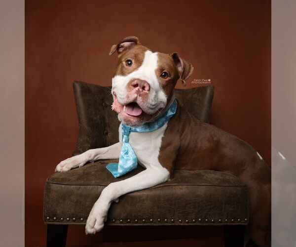 Medium Photo #9 Mutt Puppy For Sale in Alexandria, VA, USA