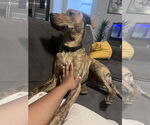 Small #1 American Pit Bull Terrier-Doberman Pinscher Mix