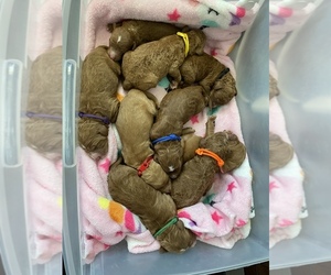 Goldendoodle Puppy for sale in MORENO VALLEY, CA, USA