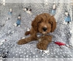 Small #1 Cavapoo (Standard)
