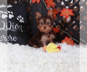 Yorkshire Terrier Puppy for Sale in MOUNT VERNON, Ohio USA