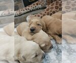 Small #2 English Cream Golden Retriever