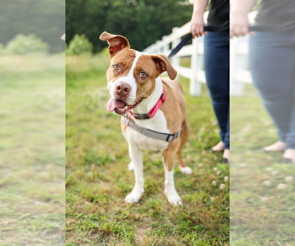 Medium Photo #4 American Staffordshire Terrier-Unknown Mix Puppy For Sale in Holly Springs, NC, USA