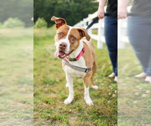Emma - Female American Staffordshire Terrier-Unknown Mix Dog for Adoption - Photo #4