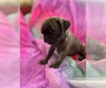 Small Photo #6 Pug Puppy For Sale in CLINTON, MI, USA