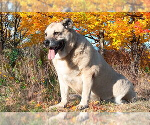Anatolian Shepherd-Unknown Mix Dogs for adoption in San Andreas, CA, USA