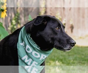 Border Collie-Unknown Mix Dogs for adoption in Munford, TN, USA