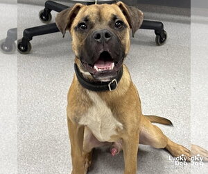 Boxer-Unknown Mix Dogs for adoption in Washington, DC, USA