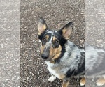 Small #2 Collie-German Shepherd Dog Mix