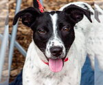Small #4 Labrador Retriever Mix