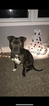 Small Photo #1 American Pit Bull Terrier Puppy For Sale in FOREST HILL, MD, USA