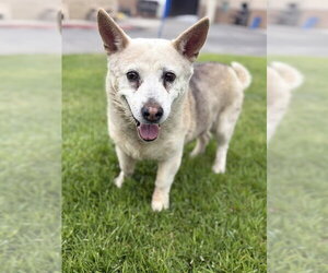 Shiba Inu Dogs for adoption in Riverside, CA, USA