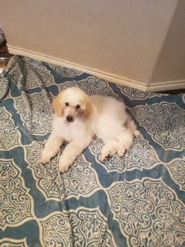 Medium Photo #10 Poodle (Standard) Puppy For Sale in NEW BERLIN, TX, USA