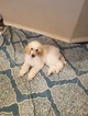 Small Photo #10 Poodle (Standard) Puppy For Sale in NEW BERLIN, TX, USA