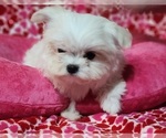 Small #2 Maltese