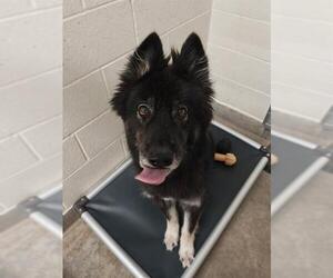 German Shepherd Dog Dogs for adoption in Jackson, CA, USA