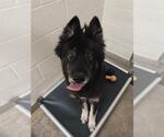 Small German Shepherd Dog