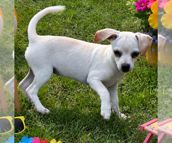 Medium Photo #1 Chihuahua Puppy For Sale in Yardley, PA, USA