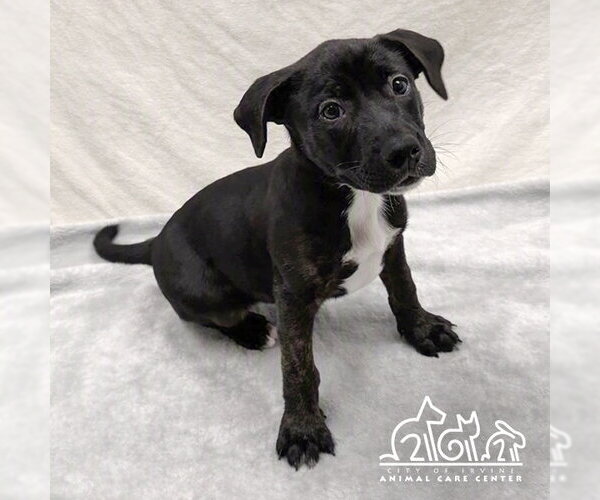 Medium Photo #1 Staffordshire Bull Terrier Puppy For Sale in Irvine, CA, USA