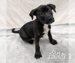 AUTUMN - Female Staffordshire Bull Terrier Dog for Adoption - Small photo