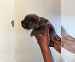 Small Photo #8 Cane Corso Puppy For Sale in MEMPHIS, TN, USA