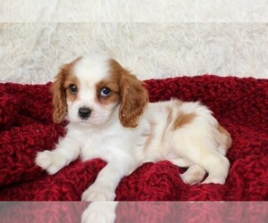 Cavalier King Charles Spaniel Puppy for sale in MOUNT DORA, FL, USA