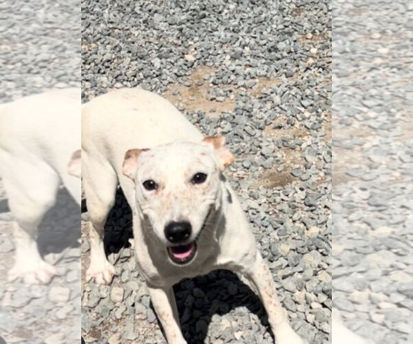 Medium Photo #4 Mutt Puppy For Sale in Thomasville, NC, USA