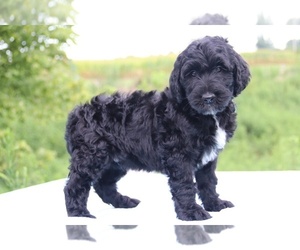 Goldendoodle Puppy for sale in UNION CITY, TN, USA